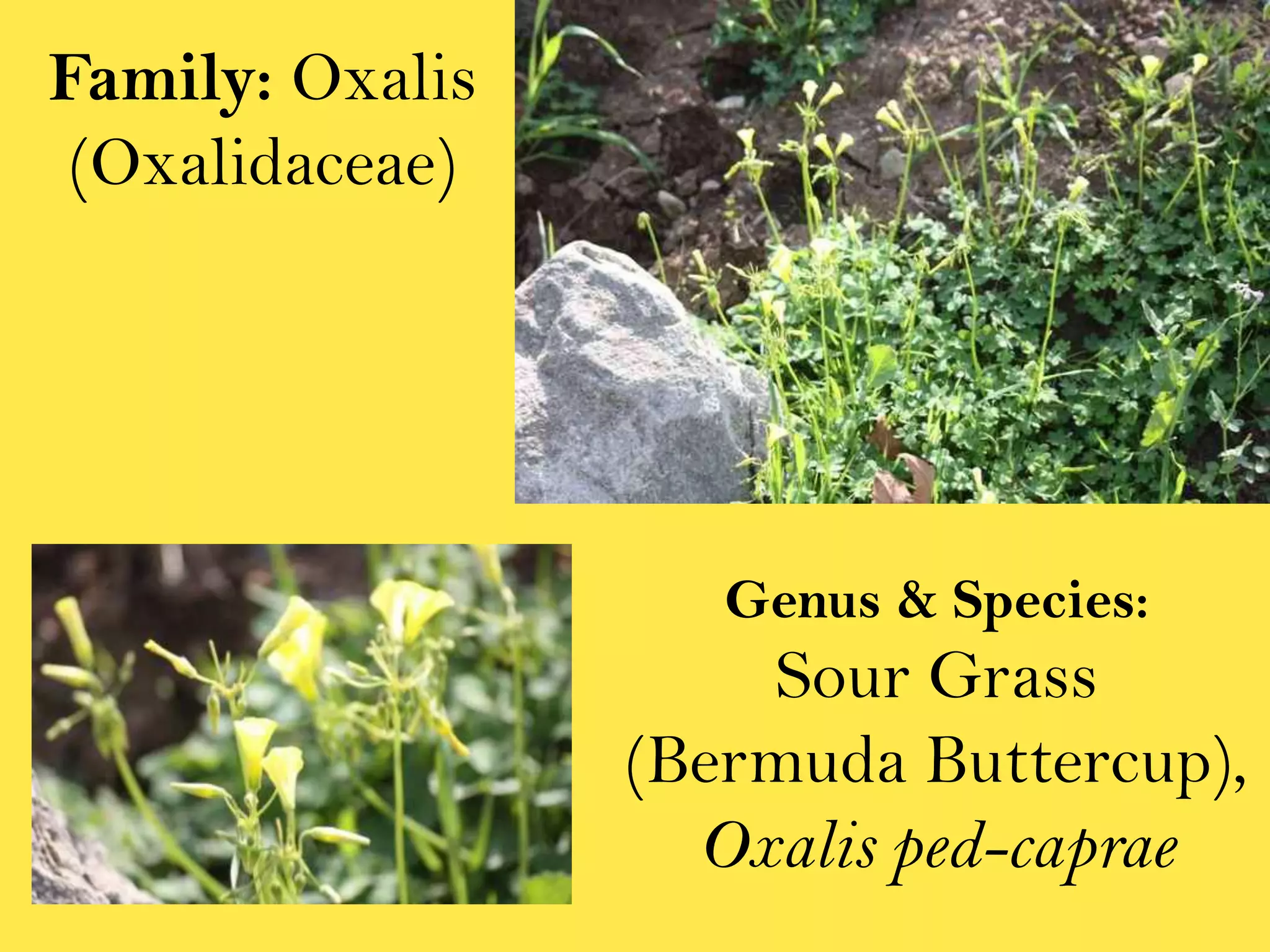 Family: Oxalis (Oxalidaceae)Genus & Species:Sour Grass (Bermuda Buttercup), Oxalis ped-caprae