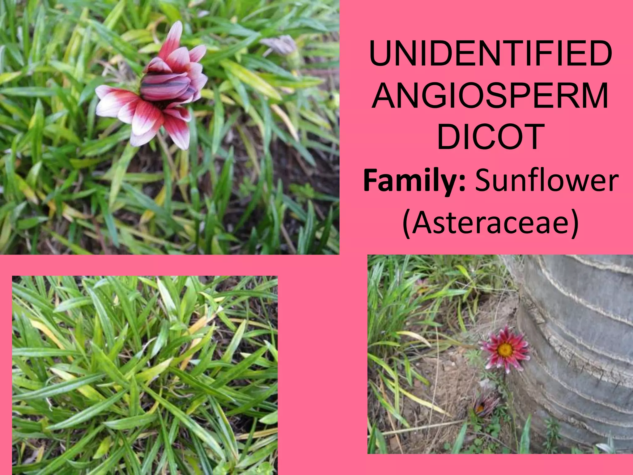 UNIDENTIFIED ANGIOSPERM DICOTFamily: Sunflower (Asteraceae)