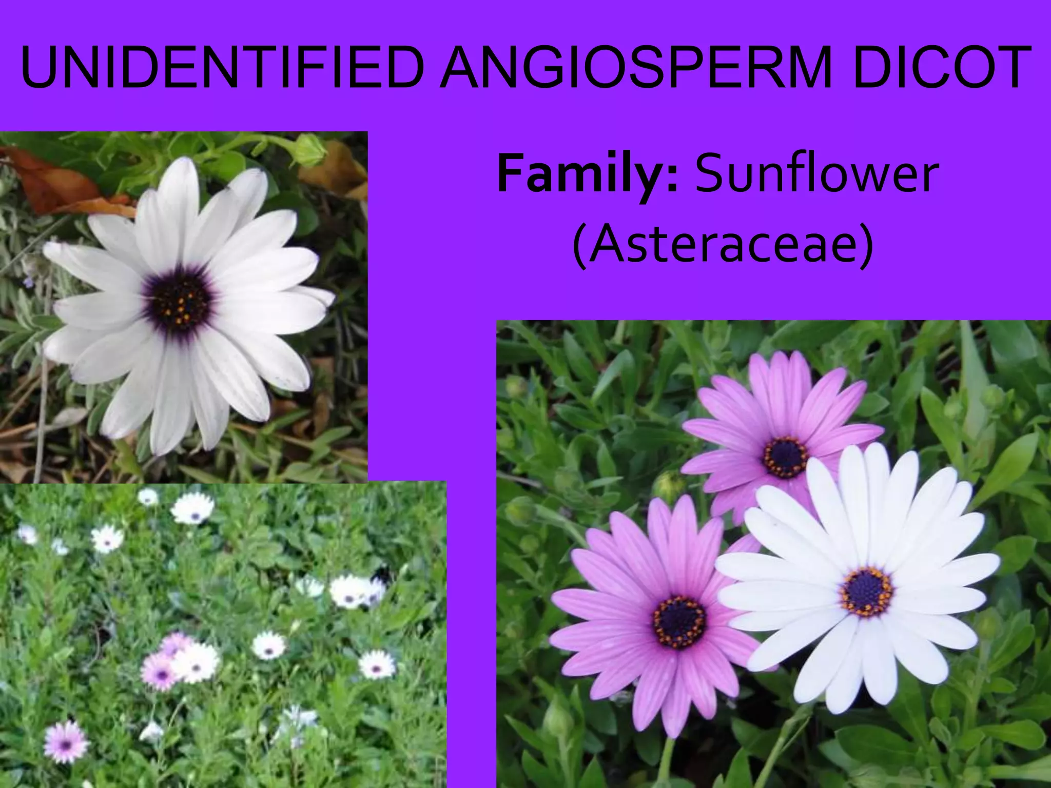 UNIDENTIFIED ANGIOSPERM DICOTFamily: Sunflower (Asteraceae)