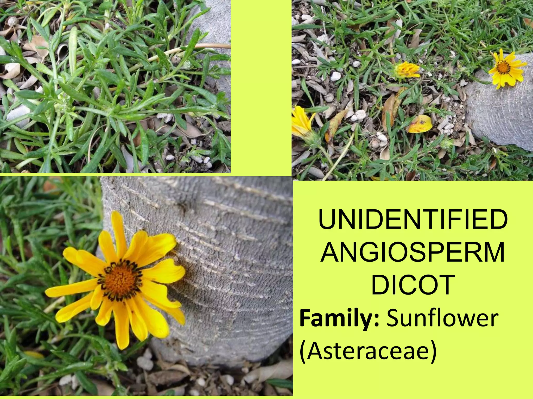 UNIDENTIFIED ANGIOSPERM DICOTFamily: Sunflower (Asteraceae)