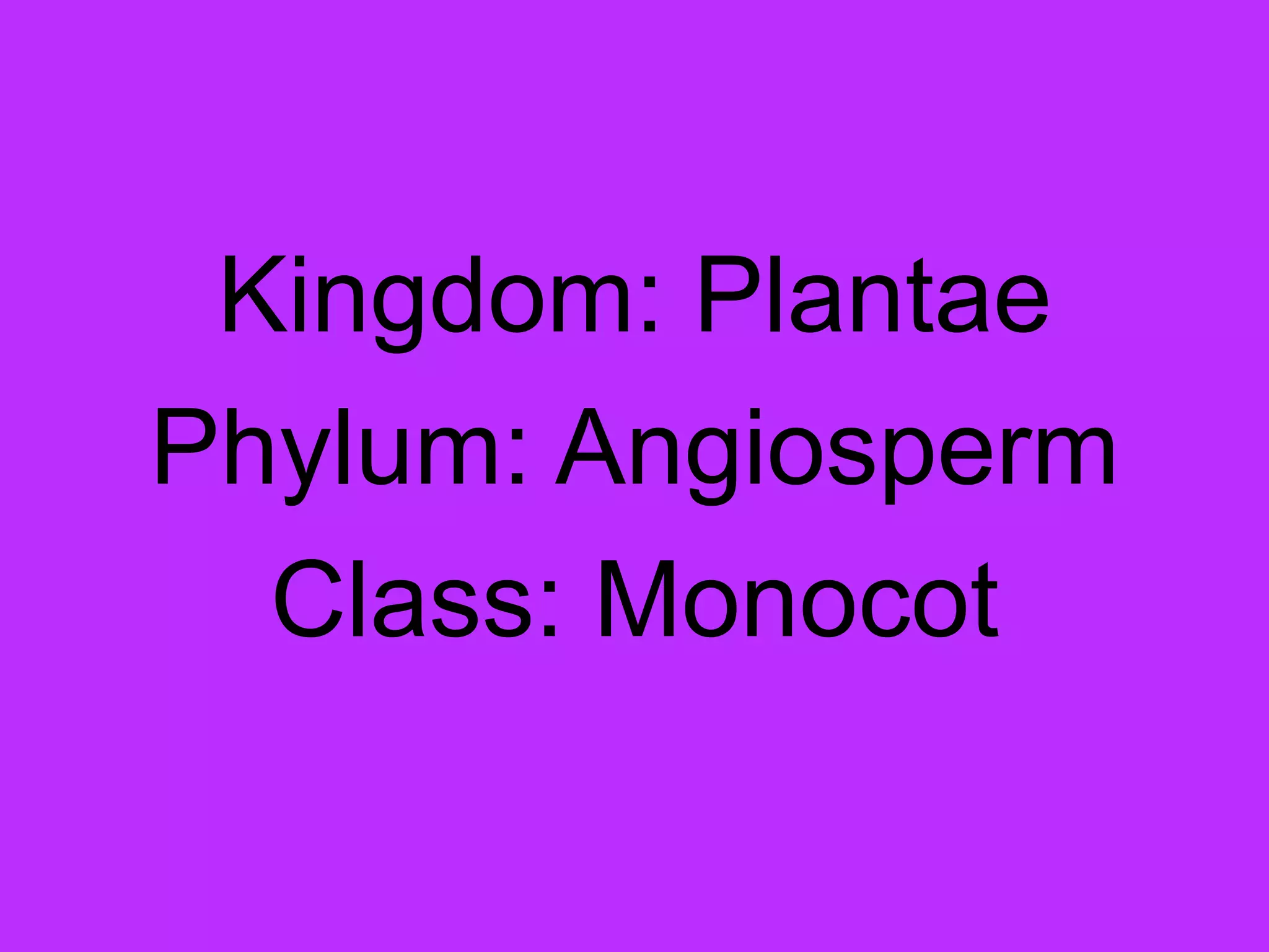Kingdom: PlantaePhylum: AngiospermClass: Monocot