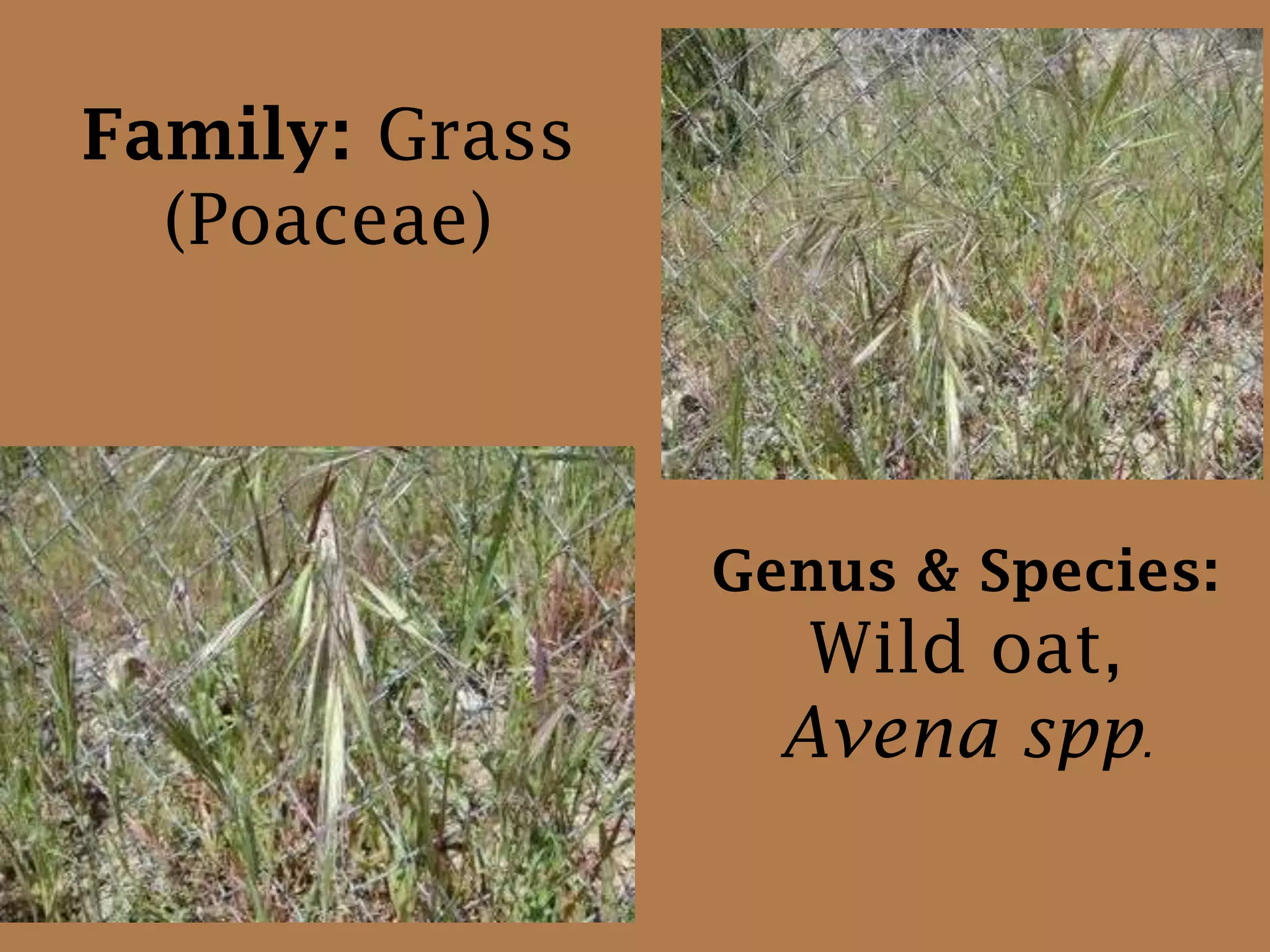 Family: Grass(Poaceae)Genus & Species:Wild oat,Avena spp. 