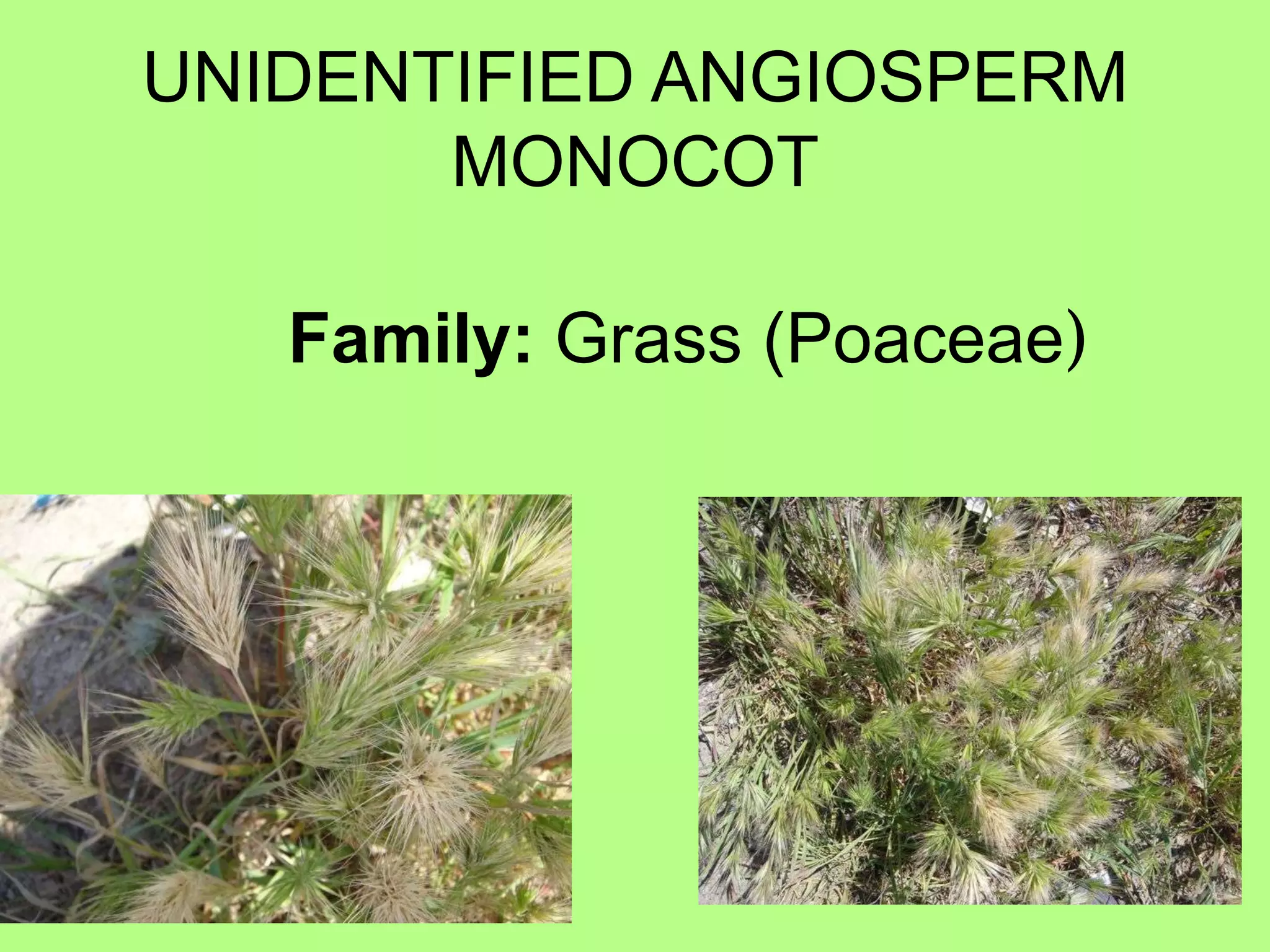 UNIDENTIFIED ANGIOSPERM MONOCOTFamily: Grass (Poaceae)