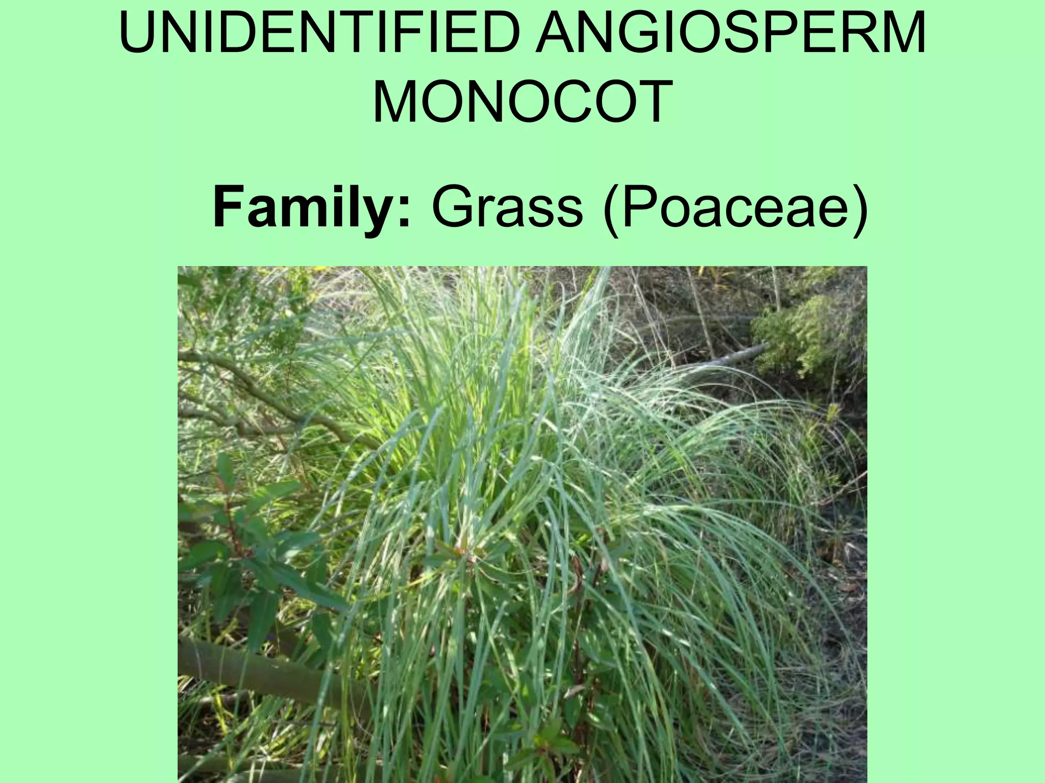 UNIDENTIFIED ANGIOSPERM MONOCOTFamily: Grass (Poaceae)