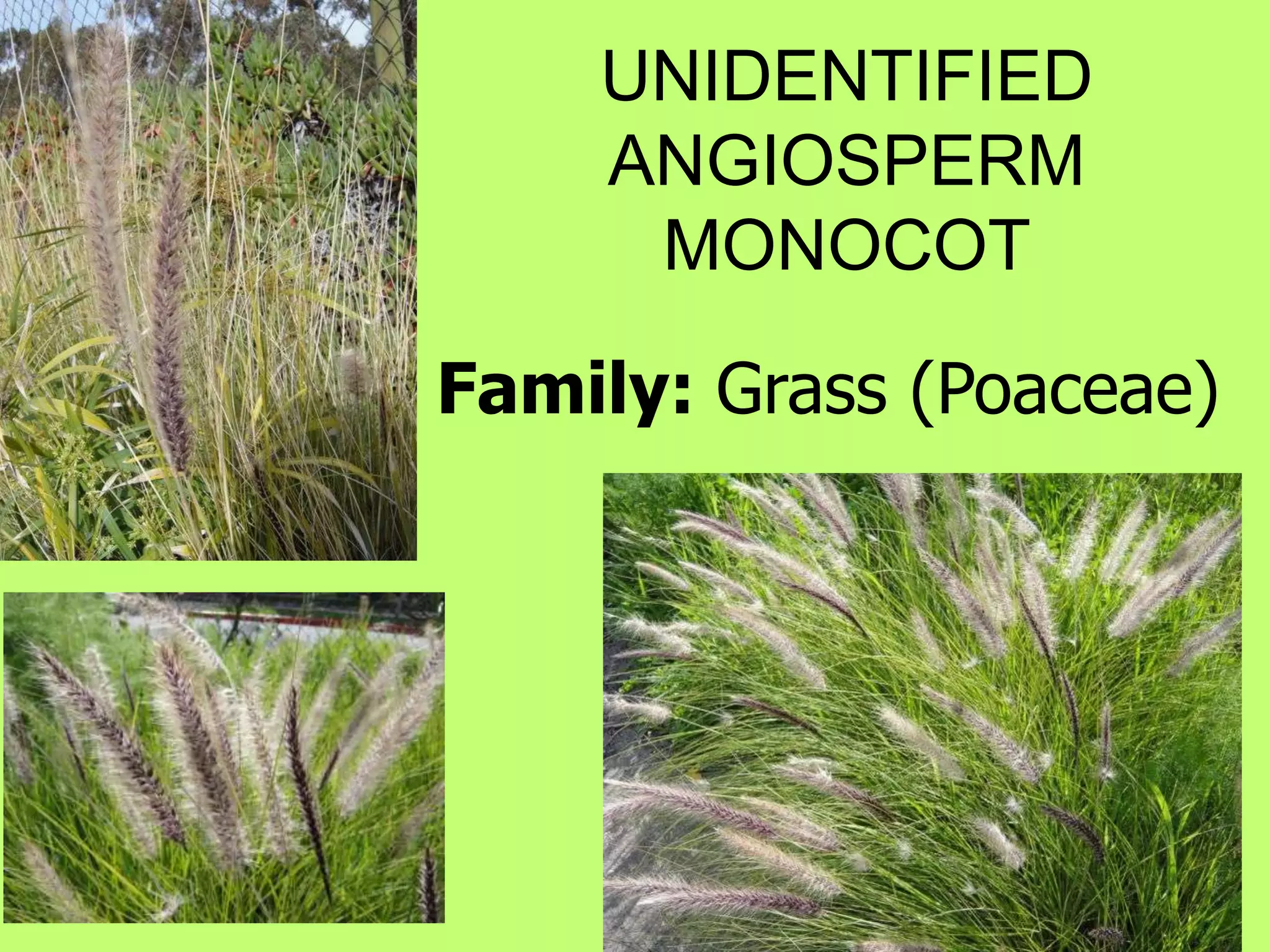 UNIDENTIFIED ANGIOSPERM MONOCOTFamily: Grass (Poaceae)
