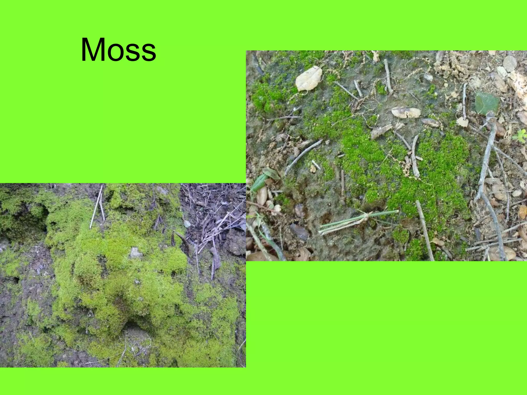 Moss