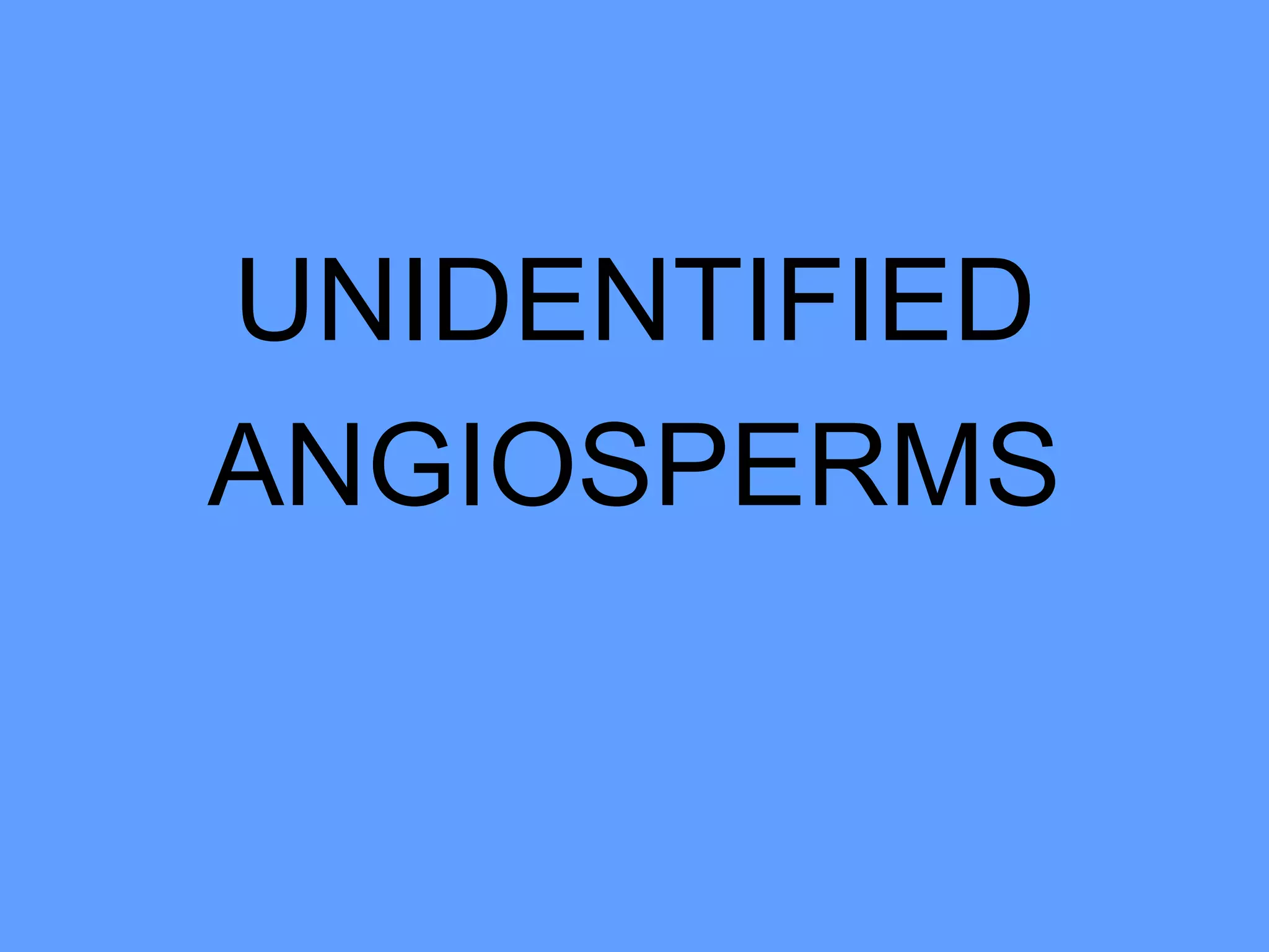 UNIDENTIFIED ANGIOSPERMS