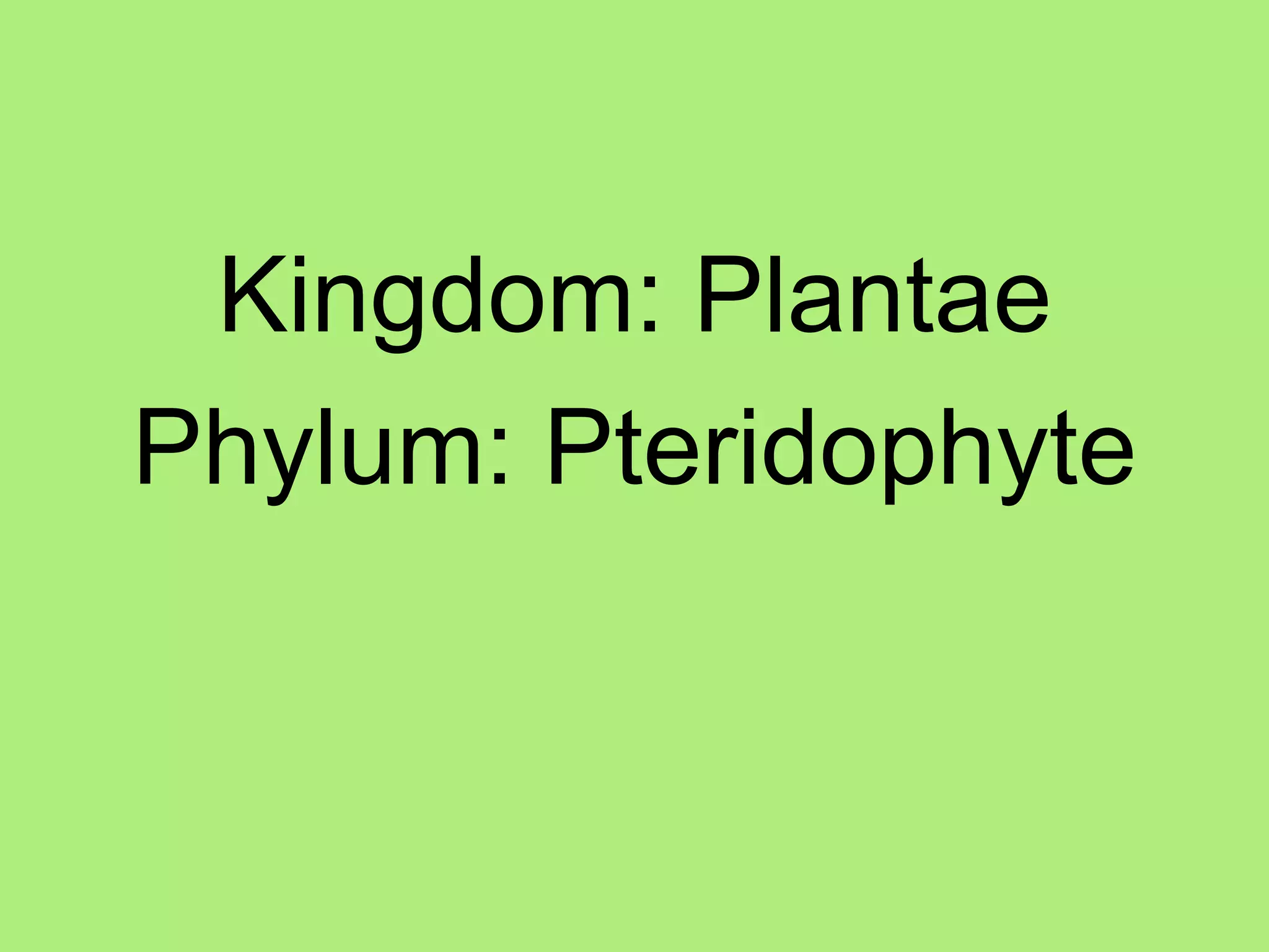 Kingdom: PlantaePhylum: Pteridophyte