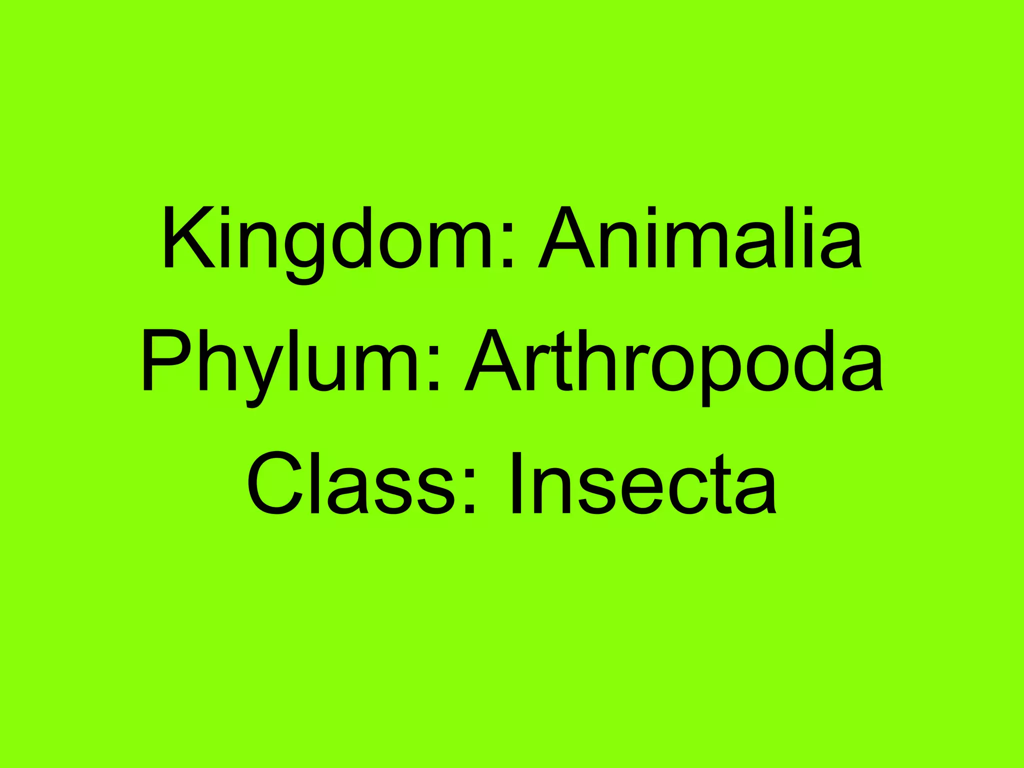 Kingdom: AnimaliaPhylum: ArthropodaClass: Insecta