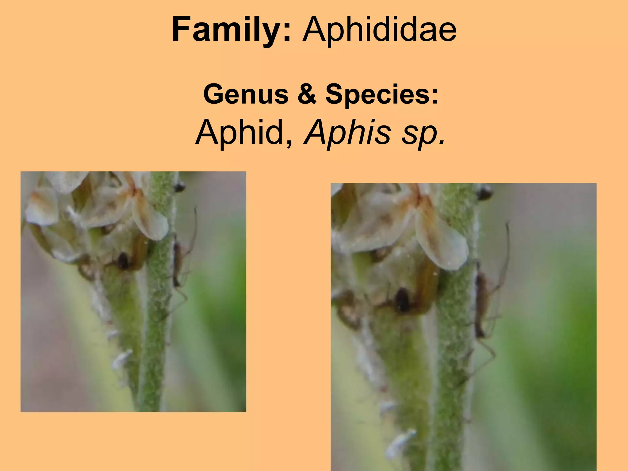 Family: AphididaeGenus & Species:Aphid, Aphis sp.