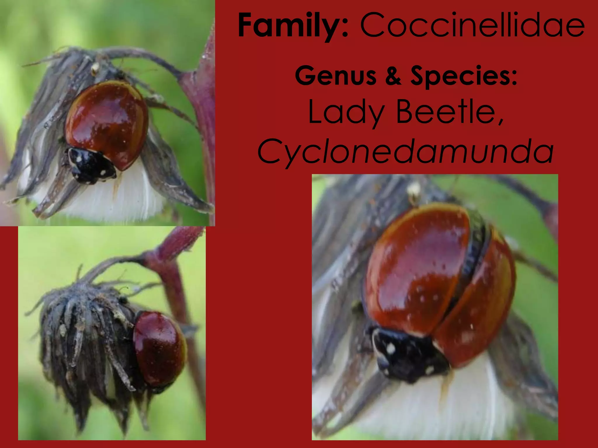 Family: CoccinellidaeGenus & Species:Lady Beetle, Cyclonedamunda