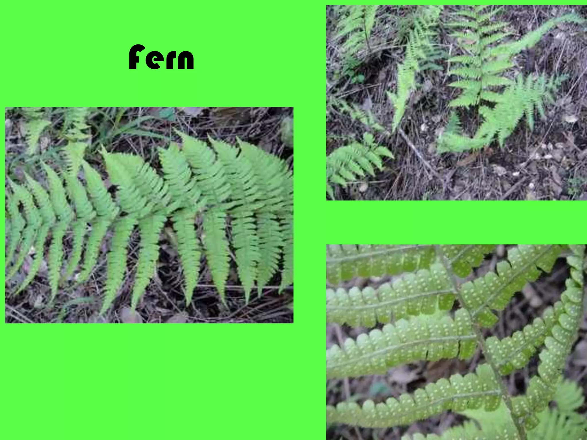 Fern