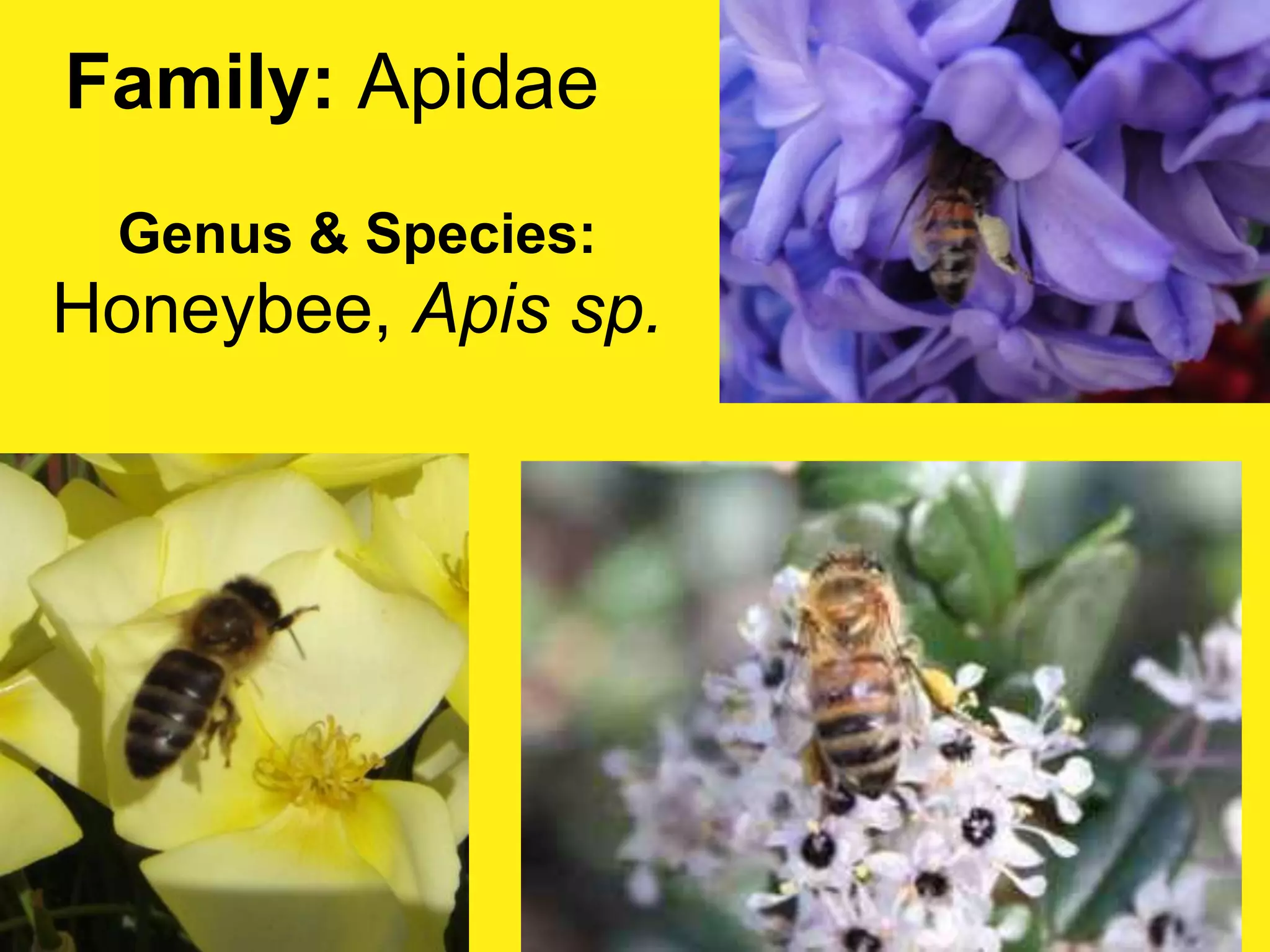 Family: ApidaeGenus & Species:Honeybee, Apis sp.