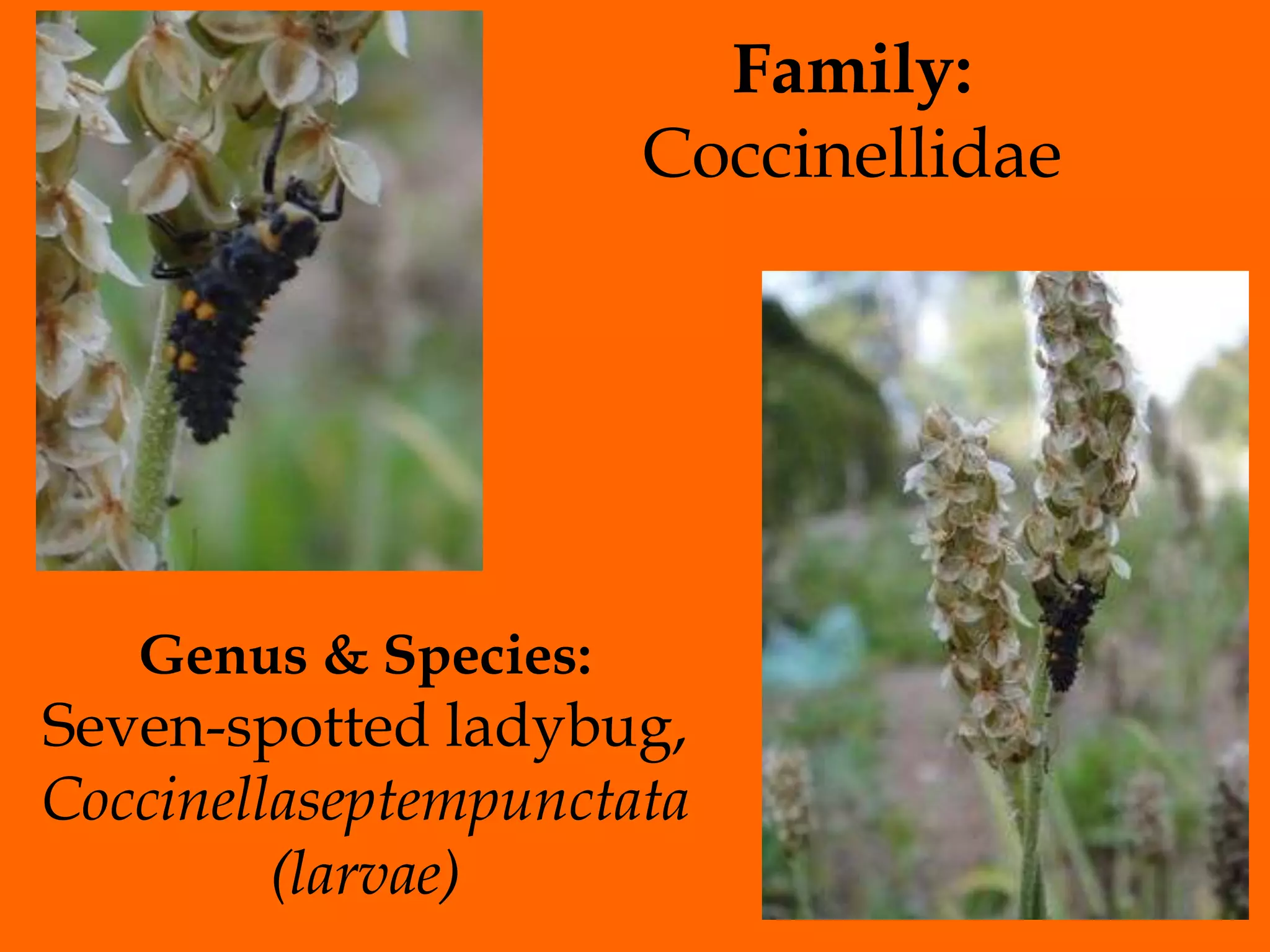 Family: CoccinellidaeGenus & Species:Seven-spotted ladybug,Coccinellaseptempunctata (larvae)