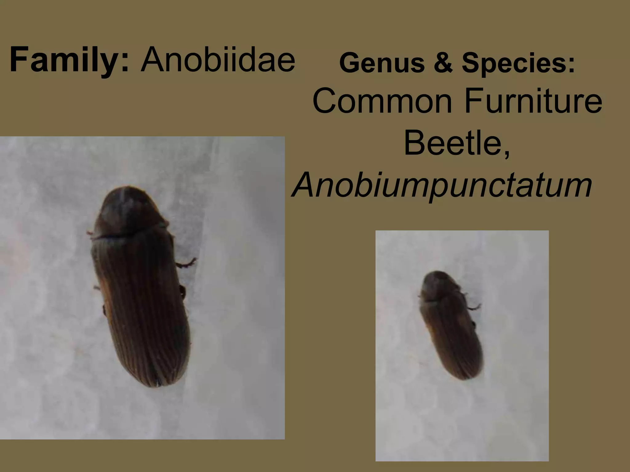 Family: AnobiidaeGenus & Species:Common Furniture Beetle,Anobiumpunctatum
