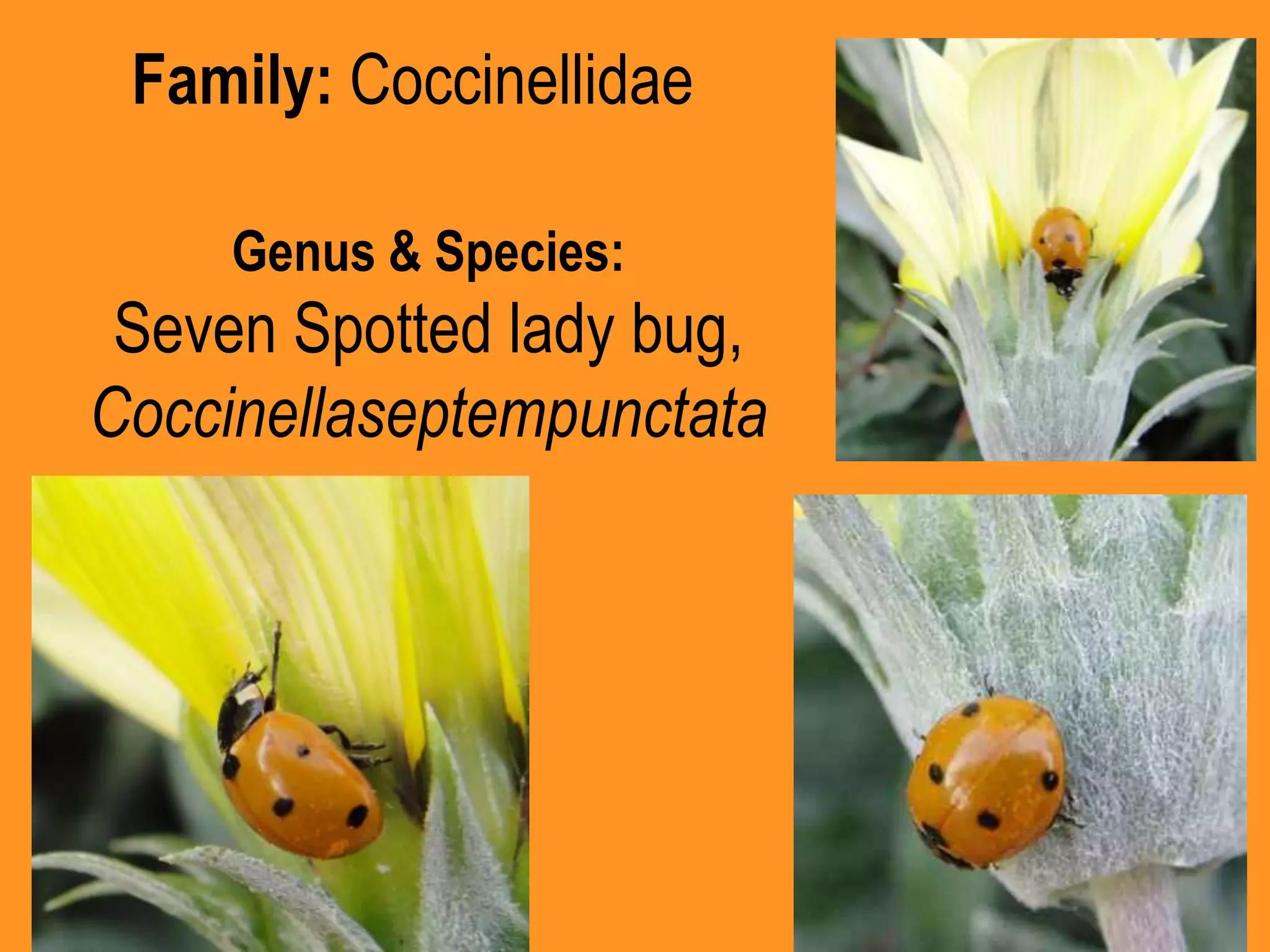 Family: CoccinellidaeGenus & Species:Seven Spotted lady bug, Coccinellaseptempunctata