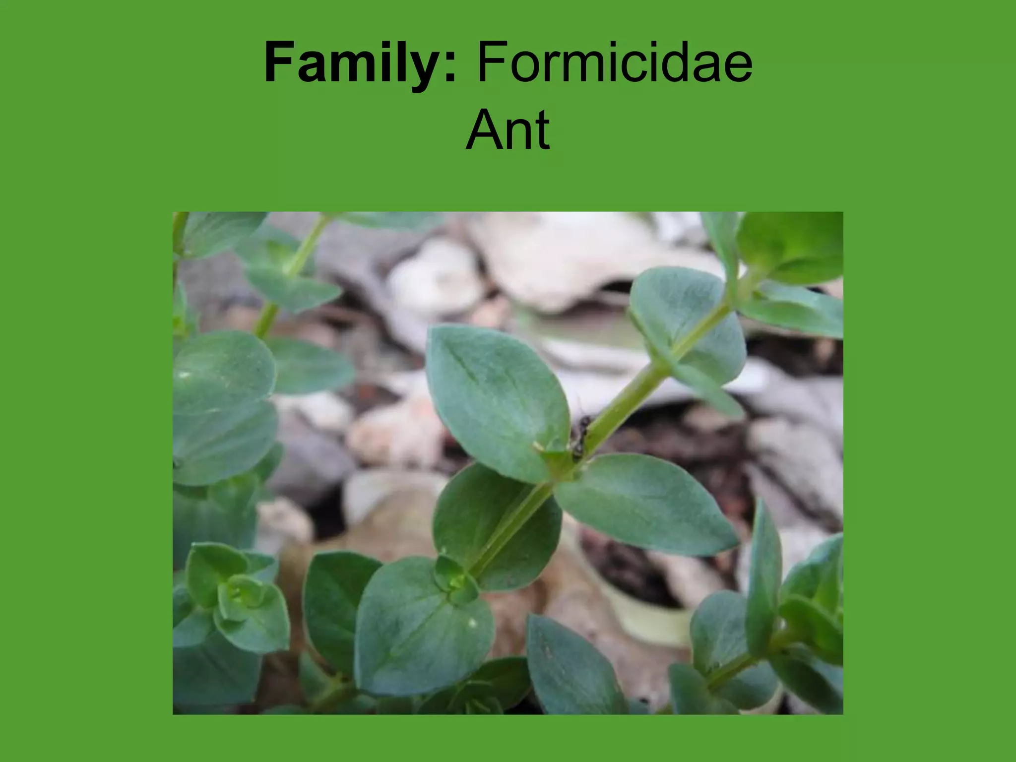 Family: FormicidaeAnt