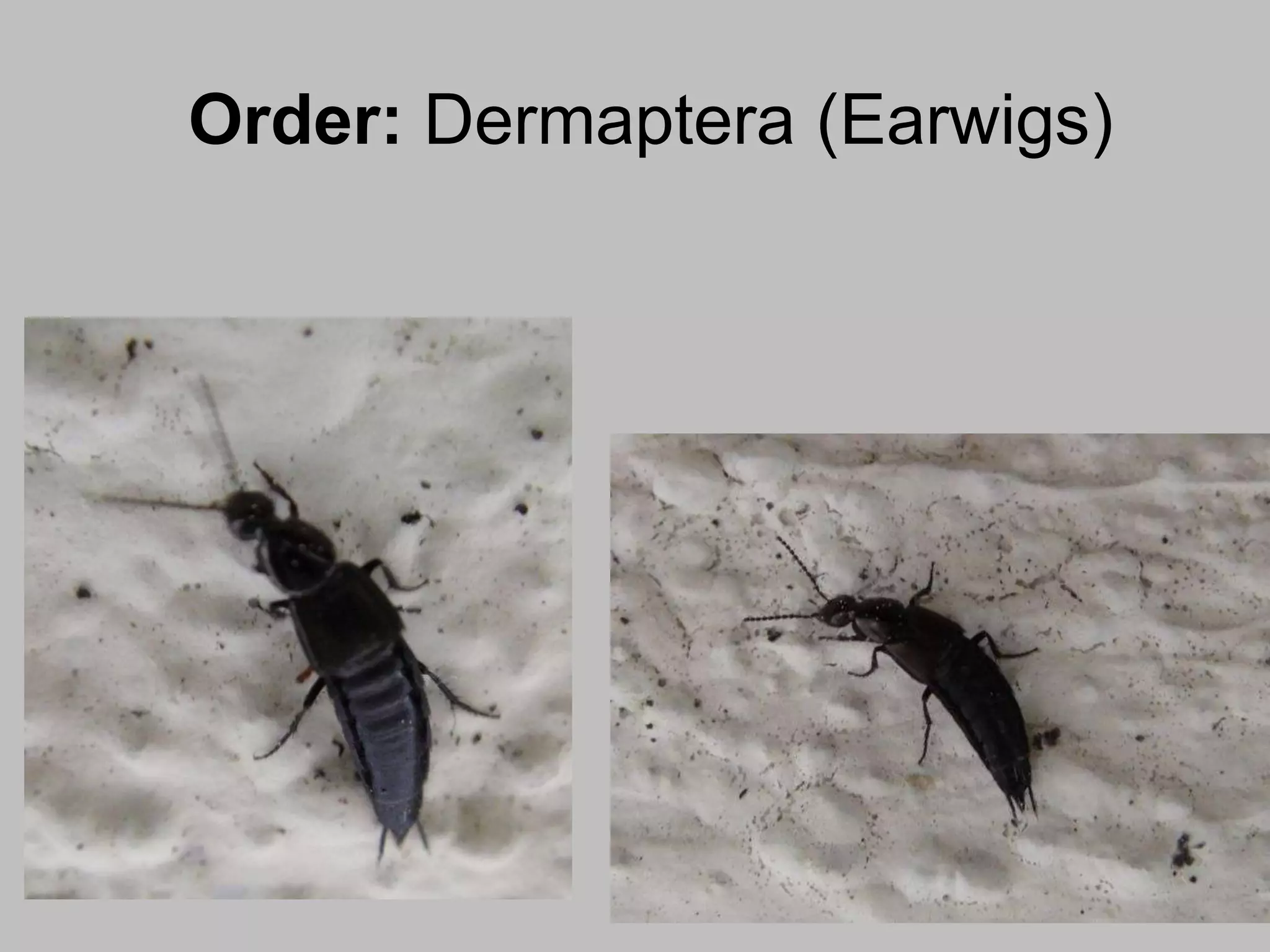 Order: Dermaptera (Earwigs)
