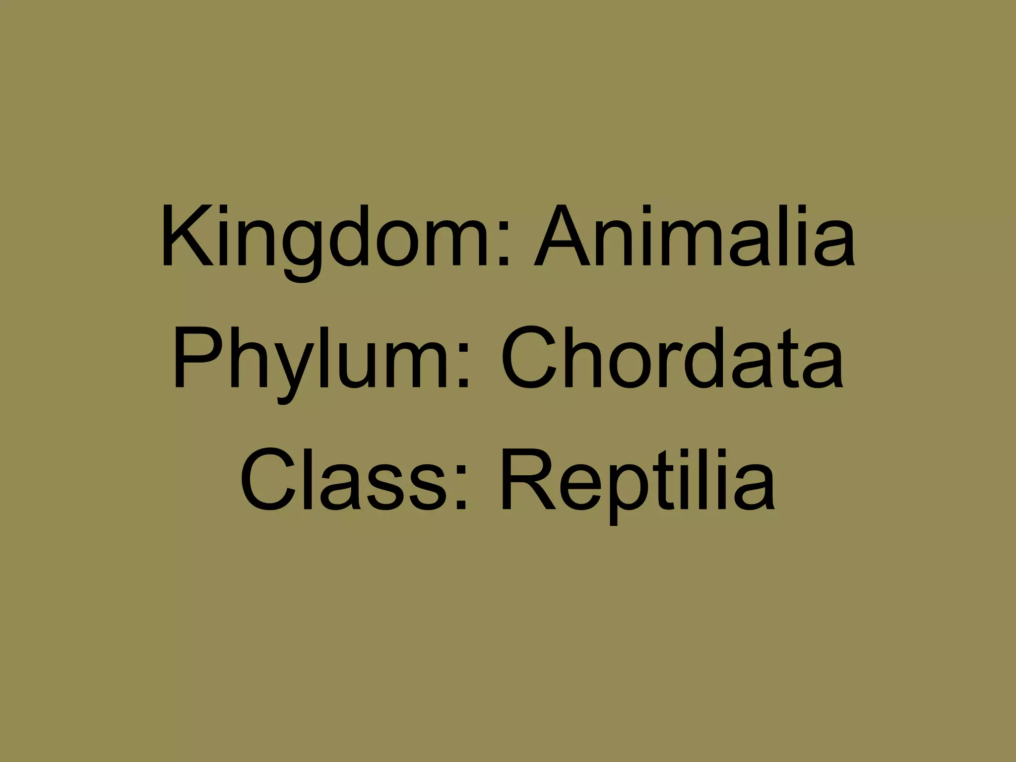Kingdom: AnimaliaPhylum: ChordataClass: Reptilia