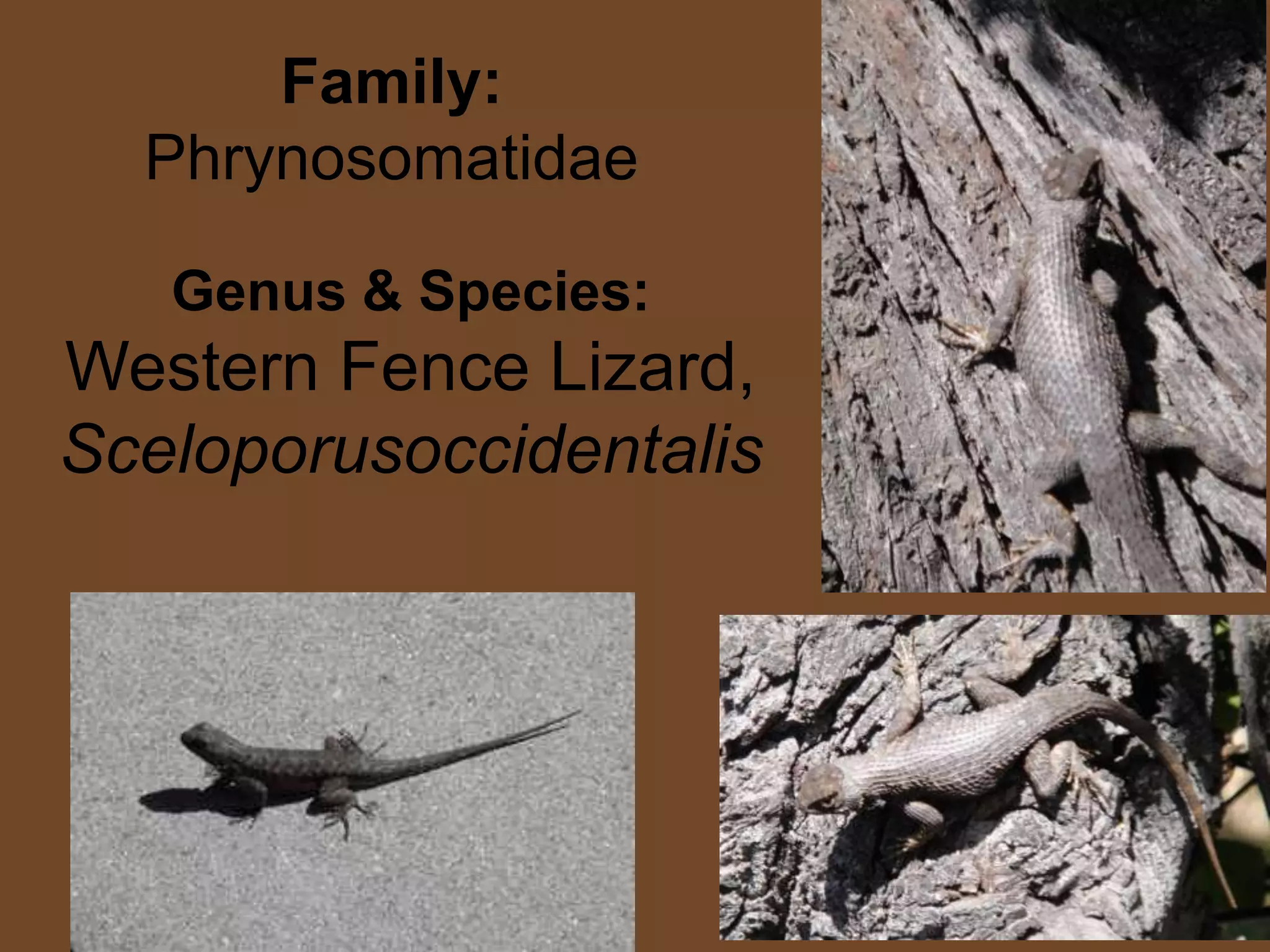 Family: PhrynosomatidaeGenus & Species:Western Fence Lizard, Sceloporusoccidentalis