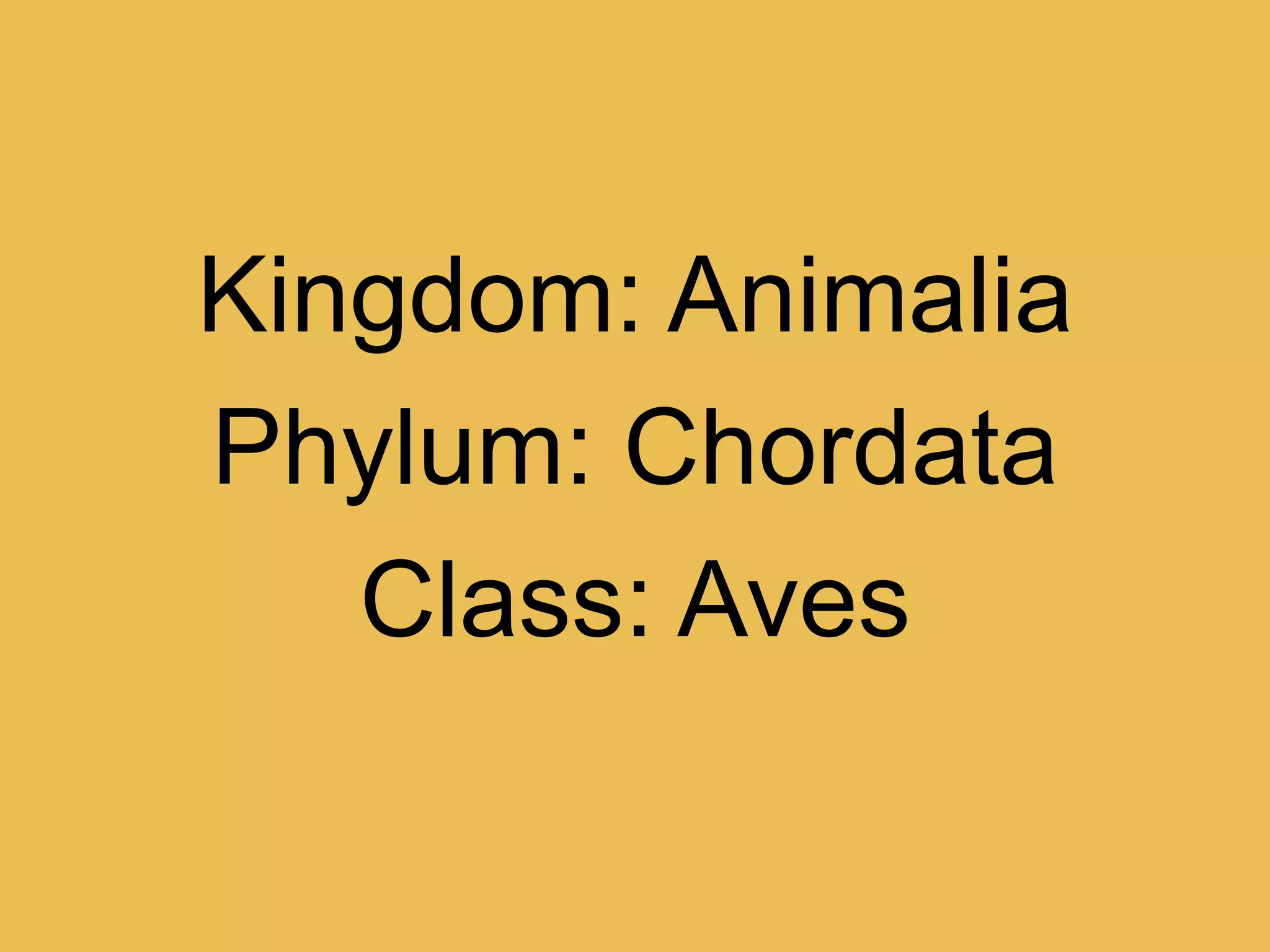 Kingdom: AnimaliaPhylum: ChordataClass: Aves