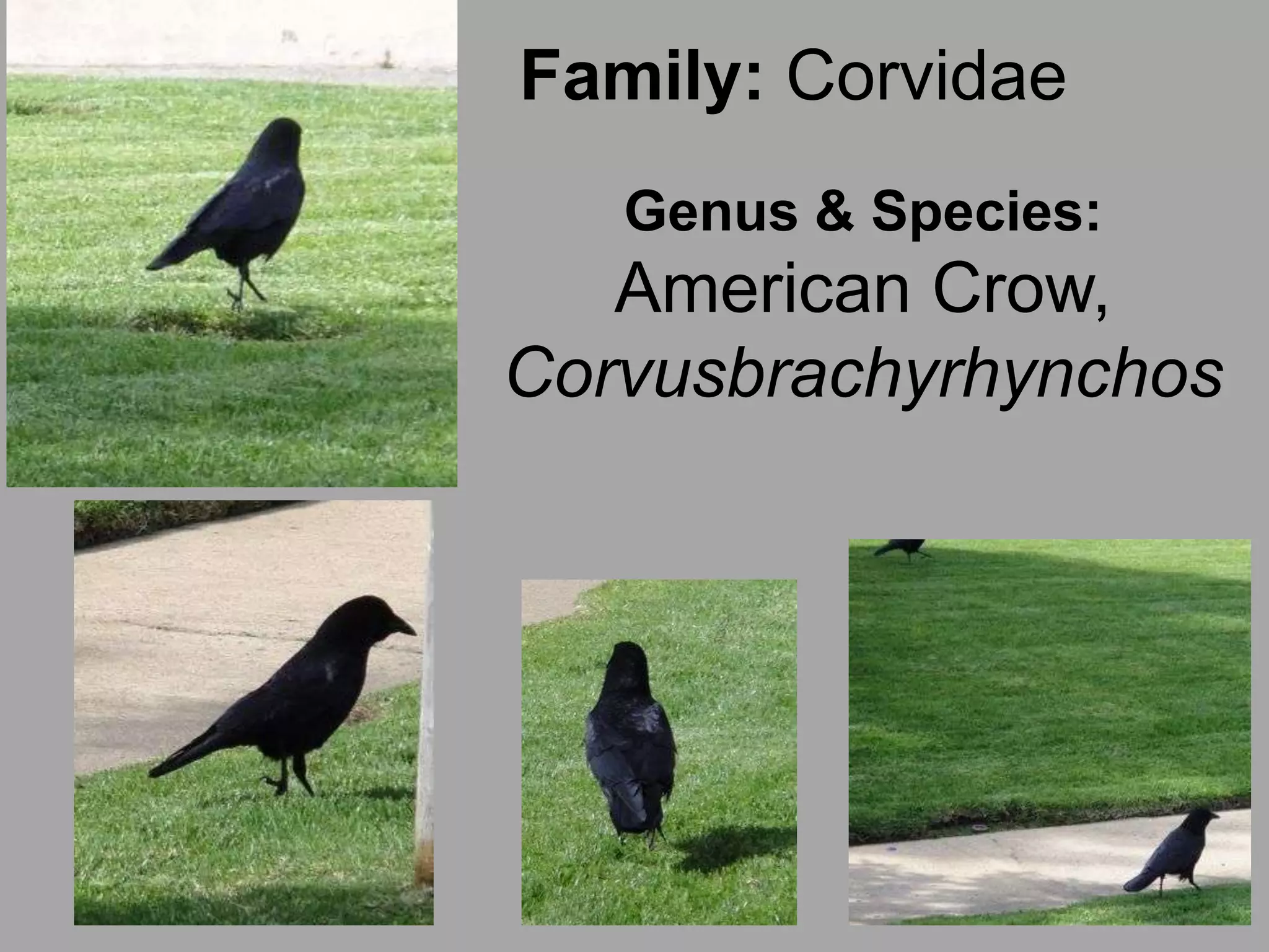 Family: CorvidaeGenus & Species:American Crow, Corvusbrachyrhynchos