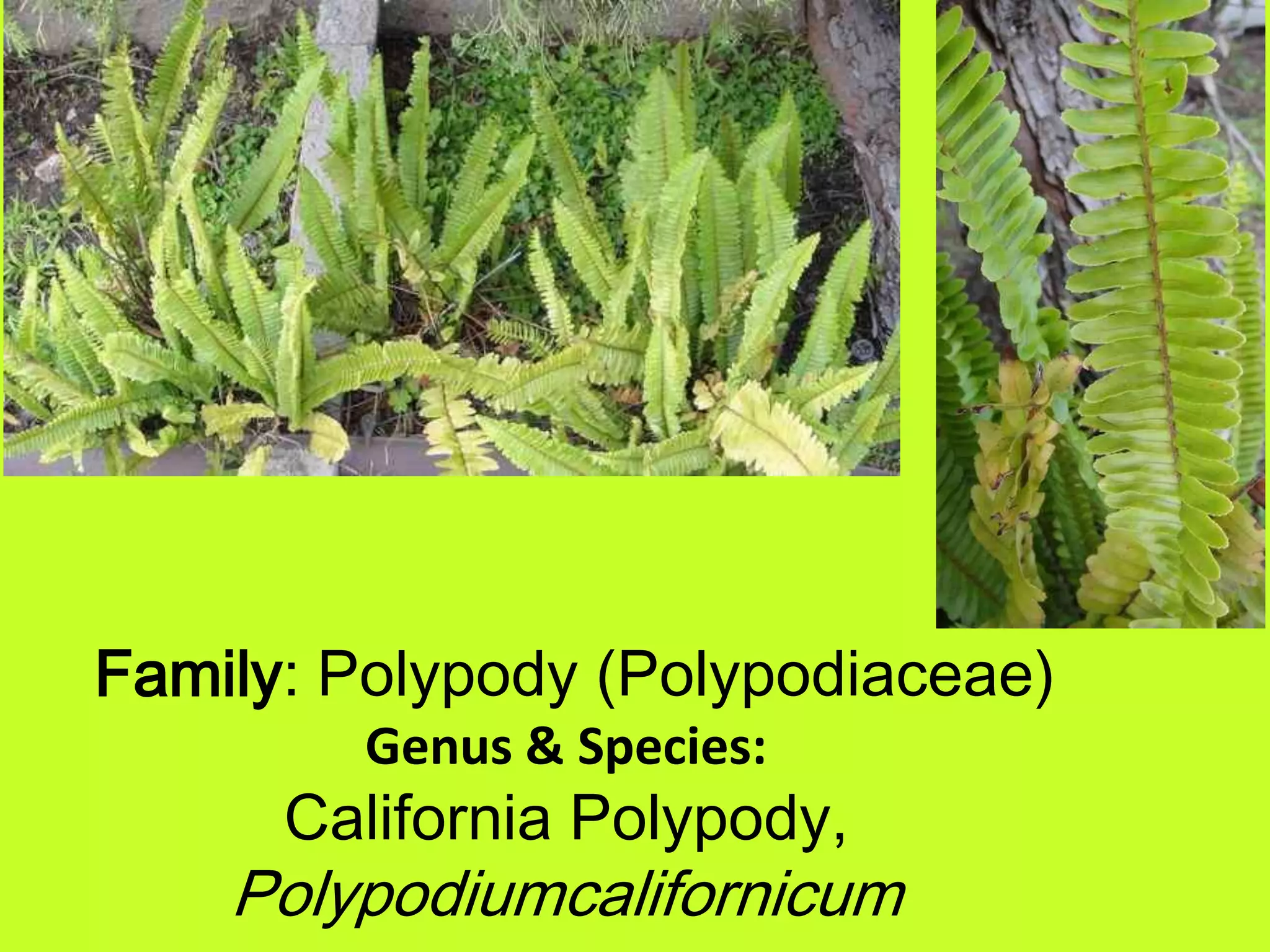  Family: Polypody (Polypodiaceae)Genus & Species:California Polypody,Polypodiumcalifornicum