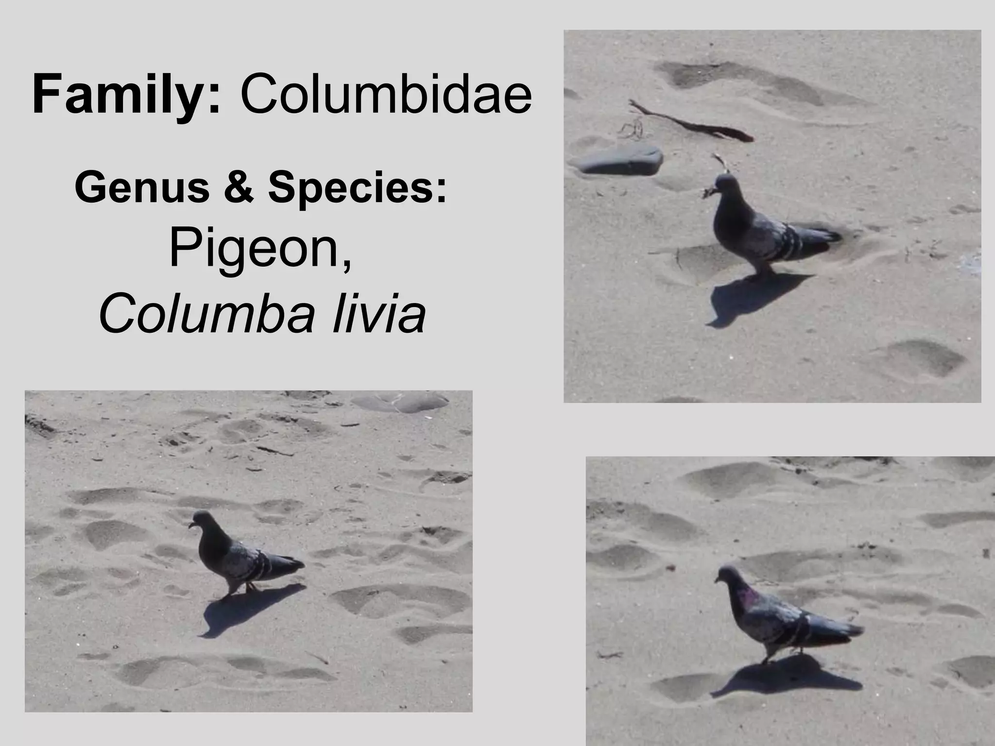 Family: ColumbidaeGenus & Species: Pigeon, Columba livia
