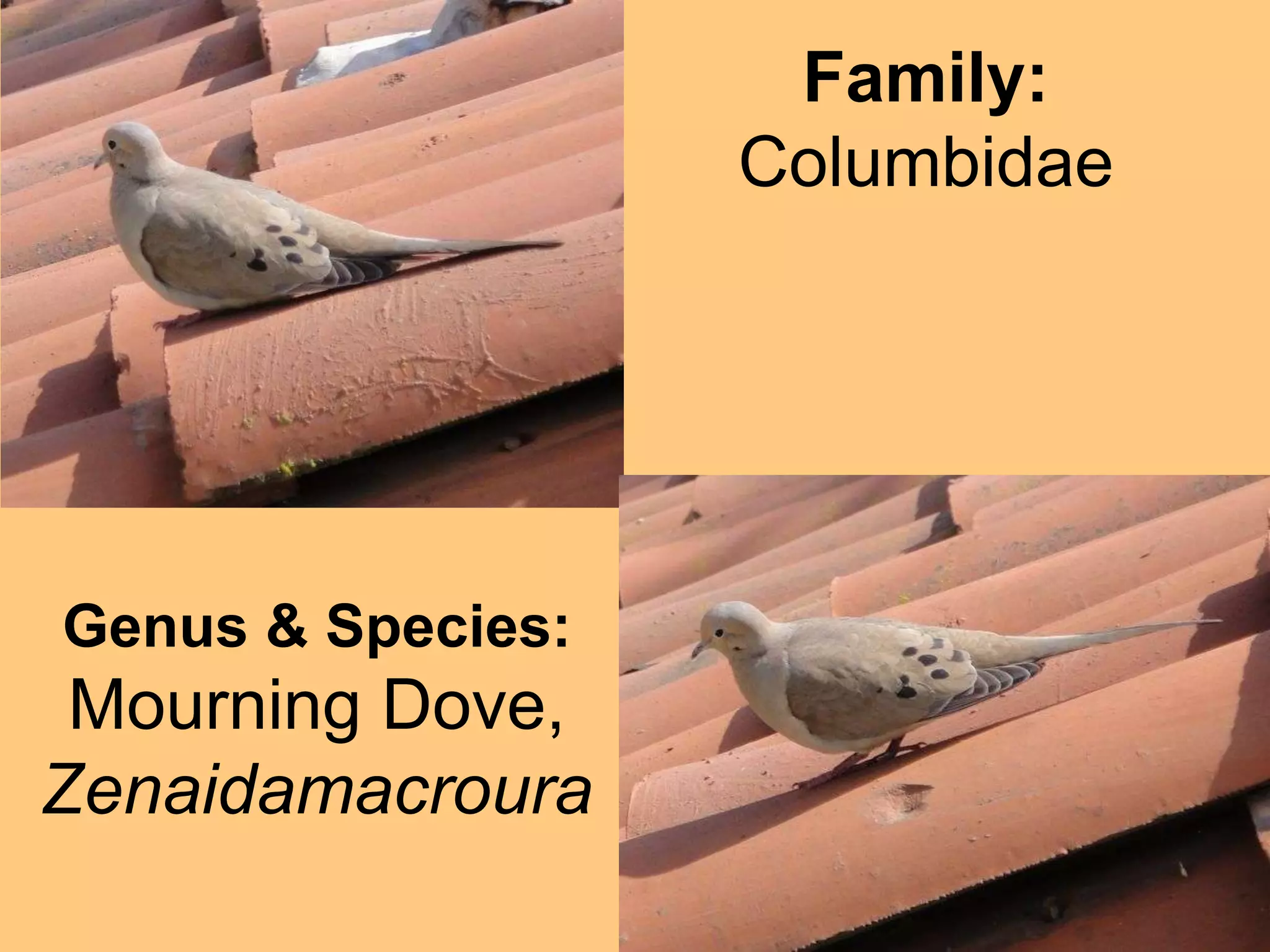 Family: ColumbidaeGenus & Species:Mourning Dove,Zenaidamacroura