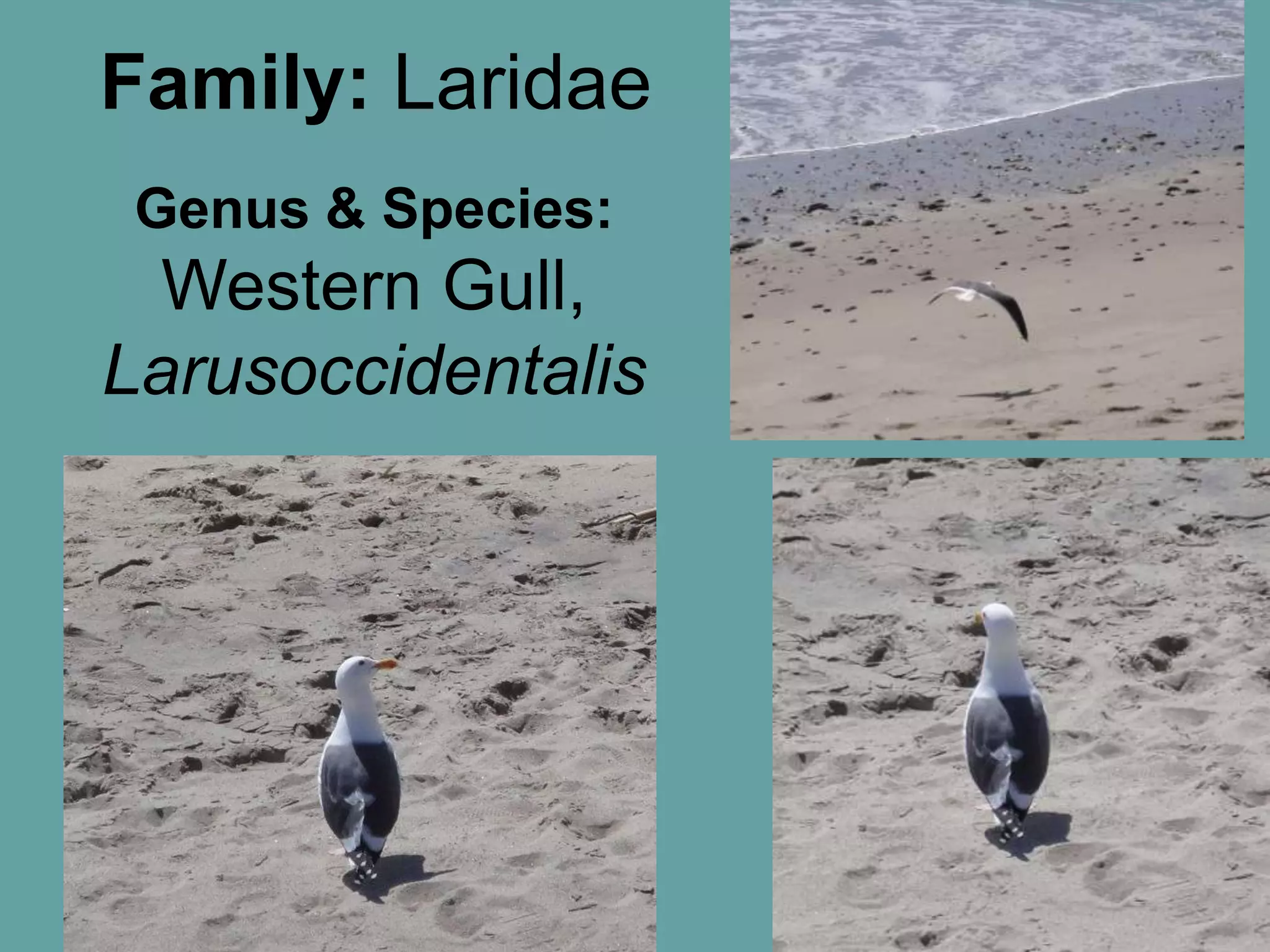Family: LaridaeGenus & Species:Western Gull, Larusoccidentalis