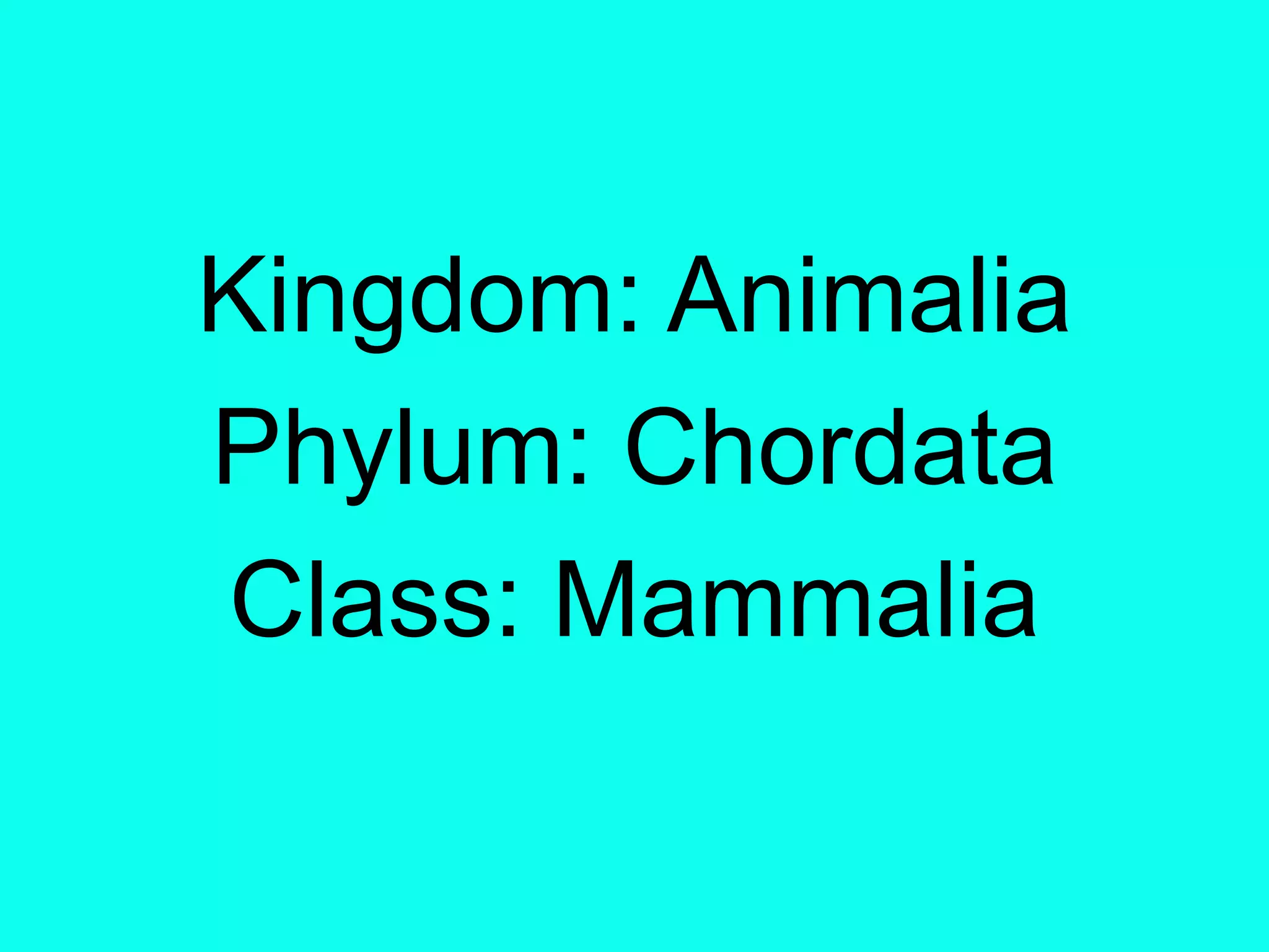 Kingdom: AnimaliaPhylum: ChordataClass: Mammalia