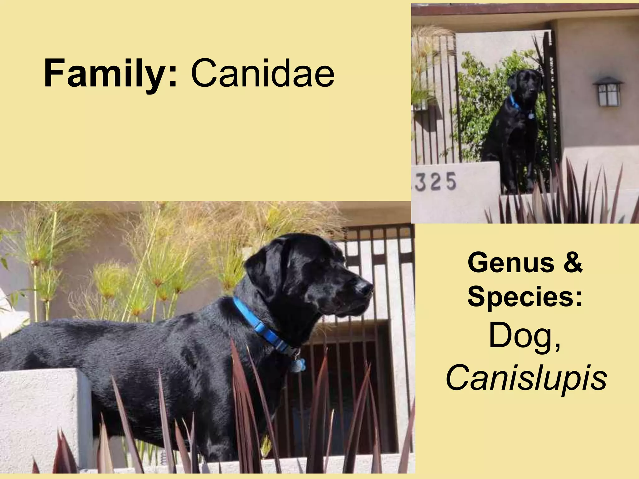 Family: CanidaeGenus & Species:Dog, Canislupis