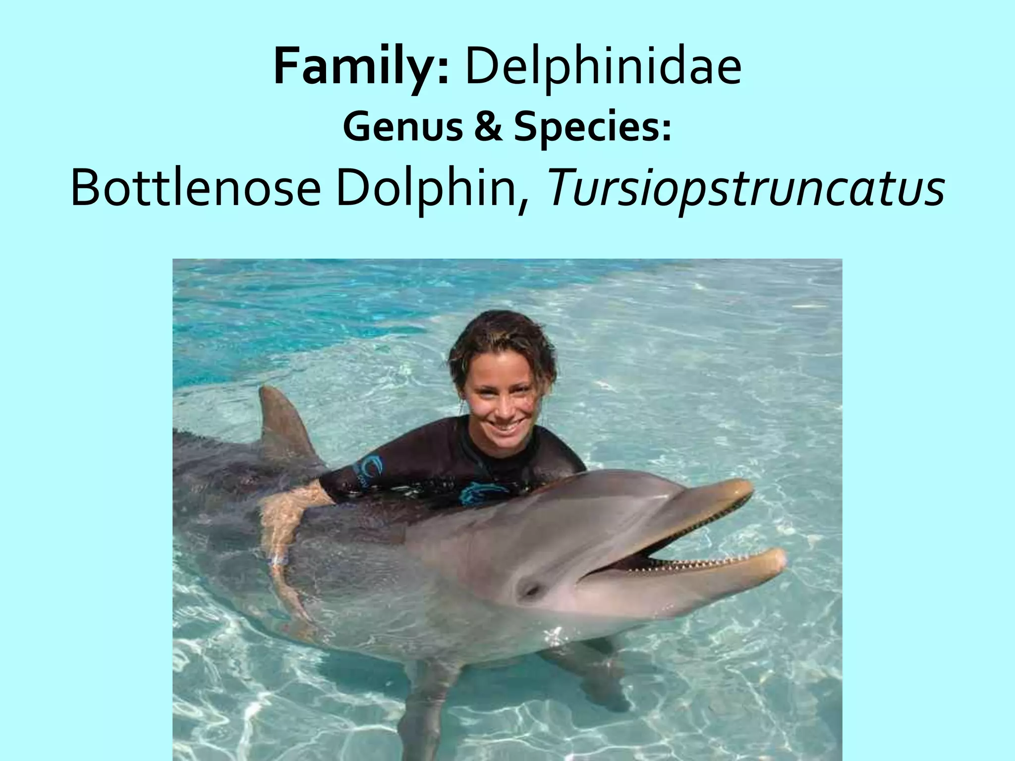 Family: DelphinidaeGenus & Species:Bottlenose Dolphin, Tursiopstruncatus