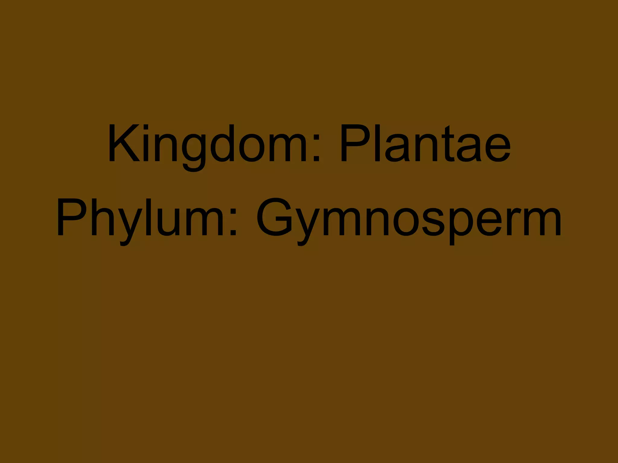 Kingdom: PlantaePhylum: Gymnosperm