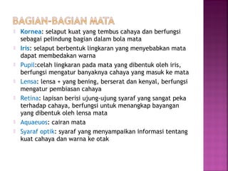  Kornea: selaput kuat yang tembus cahaya dan berfungsi
sebagai pelindung bagian dalam bola mata
 Iris: selaput berbentuk lingkaran yang menyebabkan mata
dapat membedakan warna
 Pupil:celah lingkaran pada mata yang dibentuk oleh iris,
berfungsi mengatur banyaknya cahaya yang masuk ke mata
 Lensa: lensa + yang bening, berserat dan kenyal, berfungsi
mengatur pembiasan cahaya
 Retina: lapisan berisi ujung-ujung syaraf yang sangat peka
terhadap cahaya, berfungsi untuk menangkap bayangan
yang dibentuk oleh lensa mata
 Aquaeuos: cairan mata
 Syaraf optik: syaraf yang menyampaikan informasi tentang
kuat cahaya dan warna ke otak
 