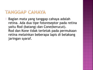  Bagian mata yang tanggap cahaya adalah
retina. Ada dua tipe fotoreseptor pada retina
yaitu Rod (batang) dan Cone(kerucut).
Rod dan Kone tidak terletak pada permukaan
retina melainkan beberapa lapis di belakang
jaringan syaraf.
 