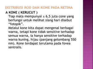 A KONE ( KERUCUT )
Tiap mata mempunyai ± 6,5 juta cone yang
berfungsi untuk melihat siang hari disebut
“fotopik”.
Melalui kone kita dapat mengenal berbagai
warna, tetapi kone tidak sensitive terhadap
semua warna, ia hanya sensitive terhadap
warna kuning, hijau (panjang gelombang 550
nm). Kone terdapat terutama pada fovea
sentralis.
 