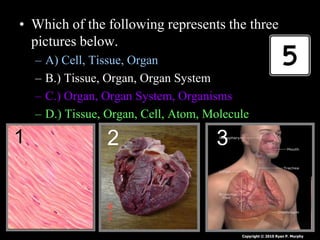 • Which of the following represents the three
pictures below.
– A) Cell, Tissue, Organ
– B.) Tissue, Organ, Organ System
– C.) Organ, Organ System, Organisms
– D.) Tissue, Organ, Cell, Atom, Molecule
1 2 3
Copyright © 2010 Ryan P. Murphy
 