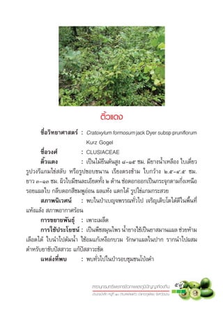 ติ้วแดง
	      ชื่อวิทยาศาสตร :	 Cratoxylum formosum jack	Dyer	subsp	pruniﬂorum	
	      	      	 	         	 Kurz	Gogel
	      ชื่อวงศ           :	 CLUSIACEAE
	      ติ้วแดง            :	 เป็นไม้ยืนต้นสูง	8-15	ซม.	มียำงน�้ำเหลือง	ใบเดี่ยว
รูปวงรีแกมไข่สลับ	 หรือรูปขอบขนำน	 เรียงตรงข้ำม	 ใบกว้ำง	 2.5-4.5	 ซม.	
ยำว	๓-1๓	ซม.	ผิวใบมีขนละเอียดทั้ง	2	ด้ำน	ช่อดอกออกเป็นกระจุกตำมกิ่งเหนือ
รอยแผลใบ	กลีบดอกสีชมพูอ่อน	ผลแห้ง	แตกได้	รูปไข่แกมกระสวย
	      สภาพนิเวศน :	 พบในปำเบญจพรรณทั่วไป	เจริญเติบโตได้ดีในพื้นที่
แห้งแล้ง	สภำพอำกำศร้อน
	      การขยายพันธุ :	 เพำะเมล็ด
	      การใชประโยชน :	 เปนพชสมนไพร	น้ำยำงใชเปนยำสมำนแผล	ชวยหำม
                               ็ ื ุ           �    ้ ็                 ่ ้
เลือดได้	 ใบน�ำไปต้มน�้ำ	 ใช้อมแก้เหงือกบวม	 รักษำแผลในปำก	 รำกน�ำไปผสม
ต�ำหรับยำขับปสสำวะ	แก้ปสสำวะขัด
	      แหล่งที่พบ         :	 พบทั่วไปในปำรอบชุมชนโปงค�ำ	


                              สารานุกรมทรัพยากรชีวภาพและภูมิปญญาทองถิ่น                      5๙
                              บานดงปาสัก หมูที่ ๑๐ ตําบลฝายแกว อําเภอภูเพียง จังหวัดนาน
 