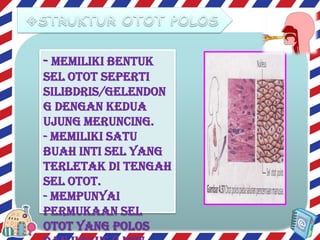 - Memiliki bentuk
sel otot seperti
silibdris/gelendon
g dengan kedua
ujung meruncing.
- Memiliki satu
buah inti sel yang
terletak di tengah
sel otot.
- Mempunyai
permukaan sel
otot yang polos

 