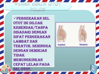 Pergerakan sel
otot ini diluar
kehendak/tanpa
disadari dengan
sifat pergerakan
lambat dan
teratur. Sehingga
dengan demikian
tidak
memungkinkan
cepat lelah pada
sel otot.

 
