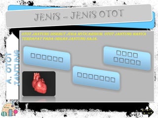 Otot jantung disebut juga myocardium. Otot jantung hanya
terdapat pada organ jantung saja.

 