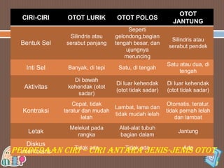 CIRI-CIRI

OTOT LURIK

OTOT POLOS

OTOT
JANTUNG

Seperti
gelondong,bagian
tengah besar, dan
ujungnya
meruncing

Silindris atau
serabut pendek

Bentuk Sel

Silindris atau
serabut panjang

Inti Sel

Banyak, di tepi

Satu, di tengah

Satu atau dua, di
tengah

Aktivitas

Di bawah
kehendak (otot
sadar)

Di luar kehendak
(otot tidak sadar)

Di luar kehendak
(otot tidak sadar)

Cepat, tidak
Lambat, lama dan
teratur dan mudah
tidak mudah lelah
lelah

Otomatis, teratur,
tidak pernah lelah
dan lambat

Kontraksi
Letak
Diskus
PERBEDAAN
interkolaris

Melekat pada
rangka

Alat-alat tubuh
bagian dalam

Jantung

Tidak ada
Tidak ada
Ada
CIRI – CIRI ANTARA JENIS-JENIS OTOT

 