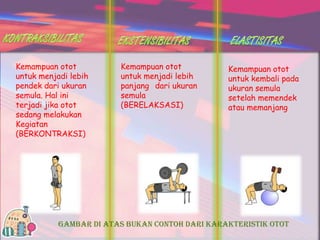 Kemampuan otot
untuk menjadi lebih
pendek dari ukuran
semula. Hal ini
terjadi jika otot
sedang melakukan
Kegiatan
(BERKONTRAKSI)

Kemampuan otot
untuk menjadi lebih
panjang dari ukuran
semula
(BERELAKSASI)

Kemampuan otot
untuk kembali pada
ukuran semula
setelah memendek
atau memanjang

GAMBAR DI ATAS BUKAN CONTOH DARI KARAKTERISTIK OTOT

 
