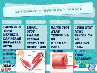Tendon

ujung otot
yang
mengecil
dan keras
berwarna
putih
kekuninga
n serta
melekat p
ada
tulang.

Ventrikel

Origo

Insersio

empal
otot,
bagian
tengah
otot yang
menggembu
ng

ujung otot
atau
tendon ya
ng
melekat
pada
tulang
yang tidak
bergerak

ujung otot
atau
tendon ya
ng
melekat
pada
tulang
yang
bergerak

 