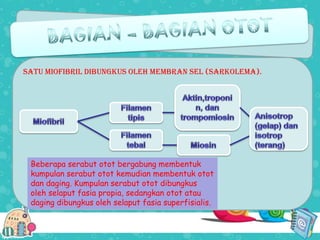 Satu miofibril dibungkus oleh membran sel (sarkolema).

Beberapa serabut otot bergabung membentuk
kumpulan serabut otot kemudian membentuk otot
dan daging. Kumpulan serabut otot dibungkus
oleh selaput fasia propia, sedangkan otot atau
daging dibungkus oleh selaput fasia superfisialis.

 