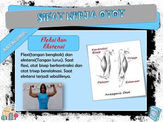 Fleksi dan
Ekstensi
Flexi(tangan bengkok) dan
ekstensi(Tangan lurus). Saat
flexi, otot bisep berkontraksi dan
otot trisep berelaksasi. Saat
ekstensi terjadi sebaliknya.

 