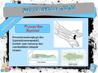 Pronasi dan
Supinasi
Pronasi(menelungkup) dan
Supinasi(menengadah).
Contoh: saat menutup dan
membalikkan telapak
tangan.

 