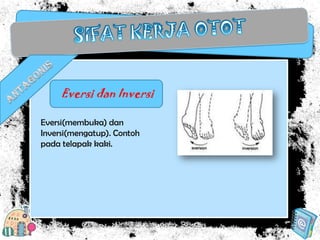 Eversi dan Inversi
Eversi(membuka) dan
Inversi(mengatup). Contoh
pada telapak kaki.

 