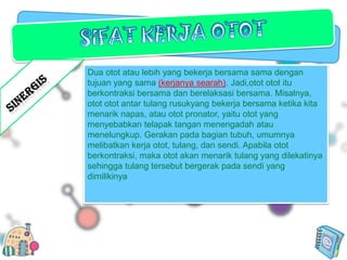 Dua otot atau lebih yang bekerja bersama sama dengan
tujuan yang sama (kerjanya searah). Jadi,otot otot itu
berkontraksi bersama dan berelaksasi bersama. Misalnya,
otot otot antar tulang rusukyang bekerja bersama ketika kita
menarik napas, atau otot pronator, yaitu otot yang
menyebabkan telapak tangan menengadah atau
menelungkup. Gerakan pada bagian tubuh, umumnya
melibatkan kerja otot, tulang, dan sendi. Apabila otot
berkontraksi, maka otot akan menarik tulang yang dilekatinya
sehingga tulang tersebut bergerak pada sendi yang
dimilikinya

 